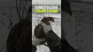 Охота на фазана! 