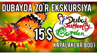 Dubayda 15$ ga ZO'R ekskursiya! Kapalaklar galasi bog'i. Сад бабочек Дубай. Butterfly garden Dubay
