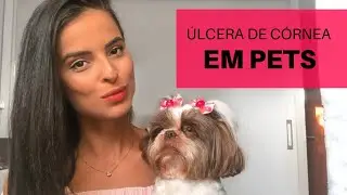 Úlcera de córnea em cachorros