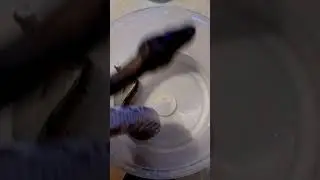 Не очень удачная линька региуса