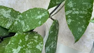 КАК ПЕРЕСАДИТЬ  ХОЙЮ 💚🪴💚 МОЙ ВАРИАНТ ГРУНТА 🤓