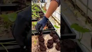 Strawberry Farming 