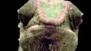 Bukalemun' un Komik Bakışları - (The Funny Looks of the Chameleon) 