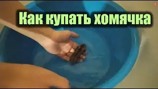 КАК ПРАВИЛЬНО МЫТЬ ХОМЯКА В ВОДЕ