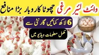 Layer hen Farming 2025 | Layyer hens for sale