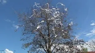 New details and fan reaction in Toomer's Corner fire