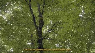 Den 200-årige festivalgænger 🌳