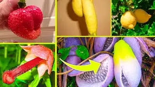 15 Unique Fruits You've never Heard Of - Discovery Palace