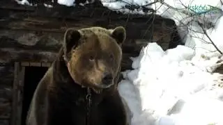 Пробуждение медведя