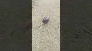 Нас не догонят