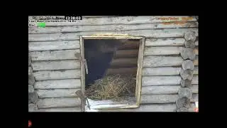 Мансур решил доломать крышу с другой стороны.Для симметрии, неиначе...6 декабря 2021