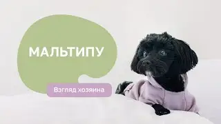 Мальтипу: все о породе, плюсы и минусы - шоу “Ожидание/реальность”