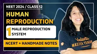 Male Reproductive System | Human Reproduction  | CBSE Class 12 Biology 🎯 VEER NEET Batch 2024👩🏻‍⚕️