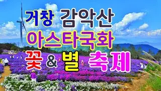 거창 감악산 꽃&별 여행,  아스타국화 축제장을 다녀오다