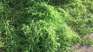 Собираем козам траву!Уплетают за две щеки!