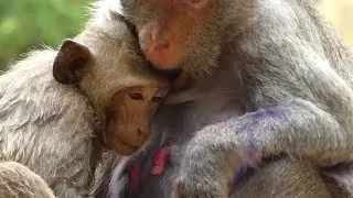 Jane Weaning Janet No Feeding Milk | Newborn Babies Monkey