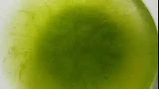 Short Timelapse - cooling down green tea - decreasing entropy
