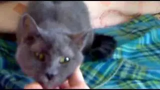 Vi presento Virgola