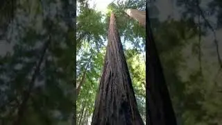 Video of Van Duzen County Park - Pamplin Grove, CA from Queeriam A.