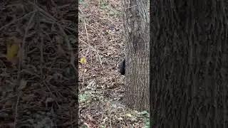 привет 🐿