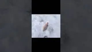 И на Урале есть окуни монстры. Рыбалка на озере тайги 