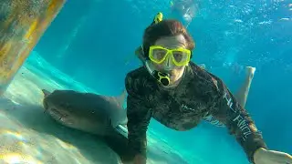 Swimming with Sharks in The Bahamas!