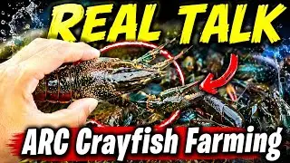 REAL TALK (CRAYFISH FARMING INCOME)