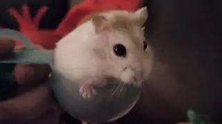 Hamptor bein a hampor