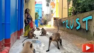 Building Trust | Animal lover | Monkey feeding | Primate Friends 