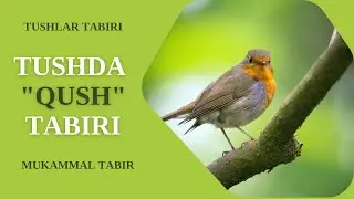 TUSHDA QUSH TABIRI | TUSHDA NOANIQ QUSHNI KO'RISH NIMAGA TABIR BO'LADI?