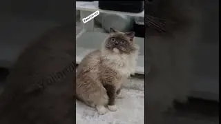 Без денег не располнеешь?😸 #рекомендации #шортс #смешныевидео #shorts #приколы #юмор #кот #топ
