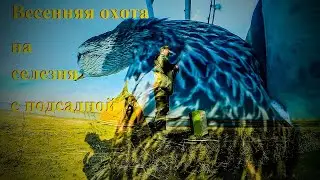 Охота на селезня с подсадной//Spring hunting for a drake with a decoy