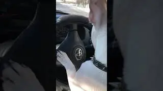 Французский бульдог сигналит в машине