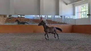 Хайди Фрай