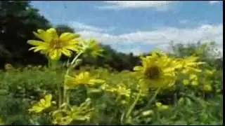 "Аксамітны летні вечар" ~ "Aksamitny lietni večar "