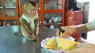 Adorable Monkey Donal Look Mom Prepare Fruits For Him Very Cute