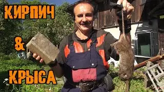 Как убить крысу кирпичом.