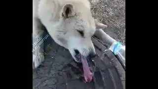 Примёрзла собака, но мы спасли!