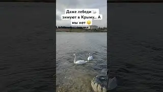 Лебеди зимуют в Крыму 