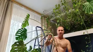 монстера в фитофильтре