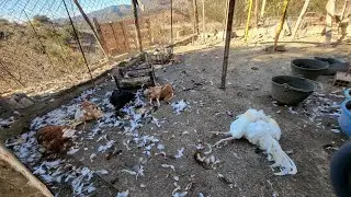 Fototrampeo enero 2024 desastre en el gallinero