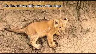 Look lion cub in high danger || #wild of Kiratoon Wild ||@KiratoonWildStory
