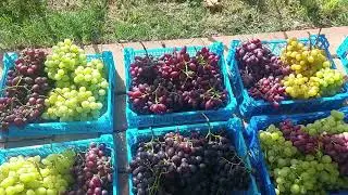 Реализация ягод винограда