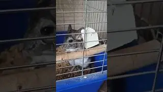 Шарик коли я йому дала камінчик: