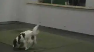 Lumi Dogdance Frozenland Freestyle Dogs