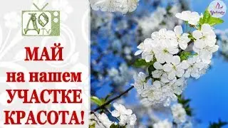 ВЛОГ: начало МАЯ. ЭКСКУРСИЯ по НАШЕМУ УЧАСТКУ