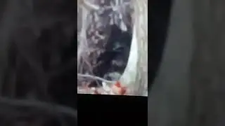 BIGFOOT IN DELAWARE THE DANIELLE JONES FOOTAGE