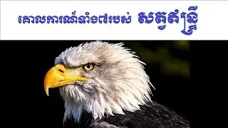 គោលការណ៍ទាំង៧របស់សត្វឥន្ទ្រីធ្វើឲ្យអ្នកមានភាពមុះមុតក្នុងជីវិត| 7 Principles of Eagle