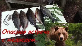 Опасная встреча с медведем  Рыбалка  Лисички  Металлокоп