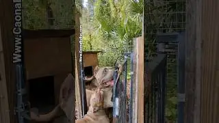 King Kong vs Godzilla @CaonaBullys #Short #xlbully #pitbull
